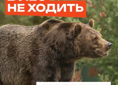В лес не ходить!